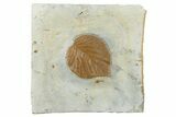 Fossil Leaf (Davidia) - Montana #262772-1